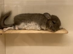 -龙猫仔乐园(惠福东路店)