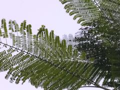 -西堤公园