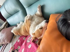 -宠福鑫康馨动物医院·骨科·眼科