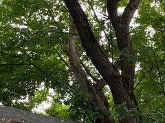 -上海佘山国家森林公园天马山园