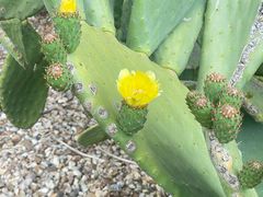 -墨尔本皇家植物园