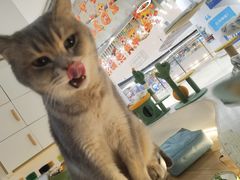 -COLOR PETS 撸猫馆·购猫·猫咖(长风大悦城店)