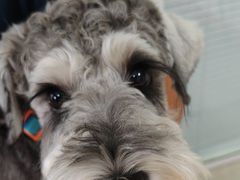 -瑞派福兴宠物医院犬猫全科·骨科·中西医结合(河东店)