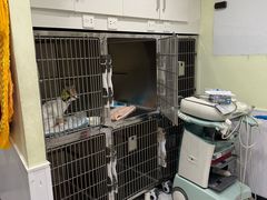 -艾吉宠物医院·疑难杂症转诊中心·猫友好(碧江路院)