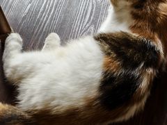 -猫岛主趣味餐厅(鼓浪屿店)