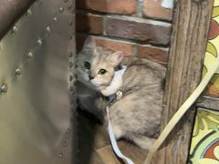 -宠颐生斯嘉宠物医院·急重症·心内科(谷阳北路分院)