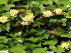 -国家植物园南园