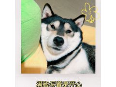 -逗柴咖啡屋·狗咖猫咖宠物桌游