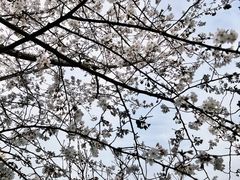 -高东镇樱花园