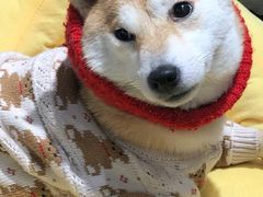-逗柴咖啡屋·狗咖猫咖宠物桌游