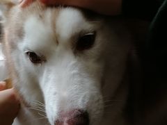 momo-Husky Go! 哈士奇体验馆·宠物咖啡厅狗咖