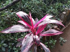 -呀路古热带植物园