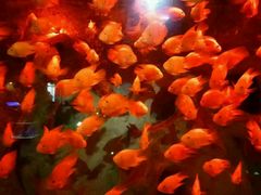 -洛阳龙门海洋馆