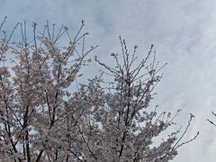 -石家庄市植物园