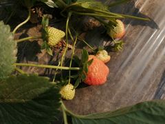 -会江钓鱼钓虾烧烤场