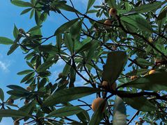 -塘栖枇杷特色园区