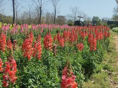 -天适樱花悠乐园