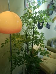 -变美丽半永久纹眉连锁·机器野生眉•洗眉