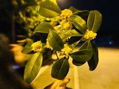 -许昌花溪大酒店