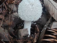 -铁山坪森林公园