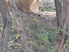 -石家庄市动物园