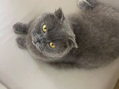 -鼓捣猫呢主题猫咖店
