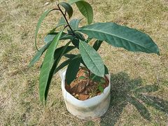 -广西壮族自治区药用植物园