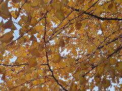 -千年银杏谷文化旅游区