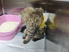 -联合动物医院(光谷诊疗中心)
