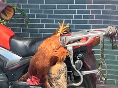 -屈夫人地锅鸡(南充店)