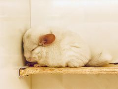 -龙猫仔乐园(惠福东路店)