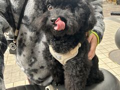 -芭比堂动物医院广州顽皮分院