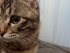 -宠爱国际动物医院·消化内科·心肾内科·ISFM猫友好(望京店)