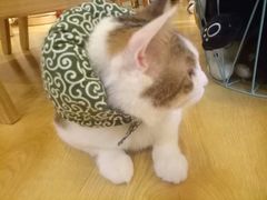 -万小咖.猫咖(中山路天虹店)