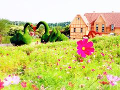 -大塘金香草谷