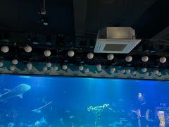 -烟台海昌鲸鲨海洋公园