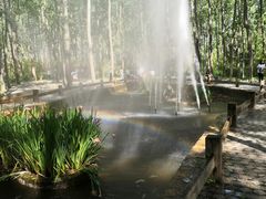 -合肥滨湖国家森林公园