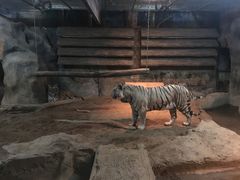 -清迈夜间动物园