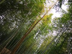 -宁波浙东大竹海景区
