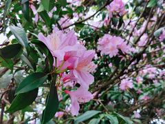 -梧桐山风景名胜区