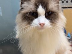 -喵小馆·猫咖狗咖猪咖·饮品店