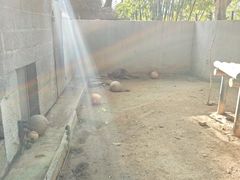 -深圳野生动物园