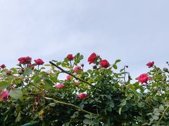 -荷兰花海