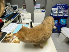 -关爱宠物医院·猫科中心·消化科(滨湖万达分院)