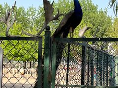 -北京麋鹿生态实验中心