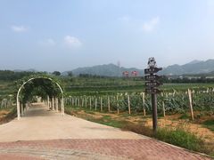 -北京张裕爱斐堡酒庄