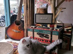 -喵屿·大理花园猫咖