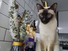 -PETKIT小佩宠物·低压洗护(国顺东路店)