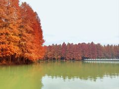 -上海海湾国家森林公园