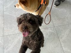 -中农国际动物医院24小时·猫科·骨科·急重症中心